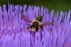 Megachile sp.